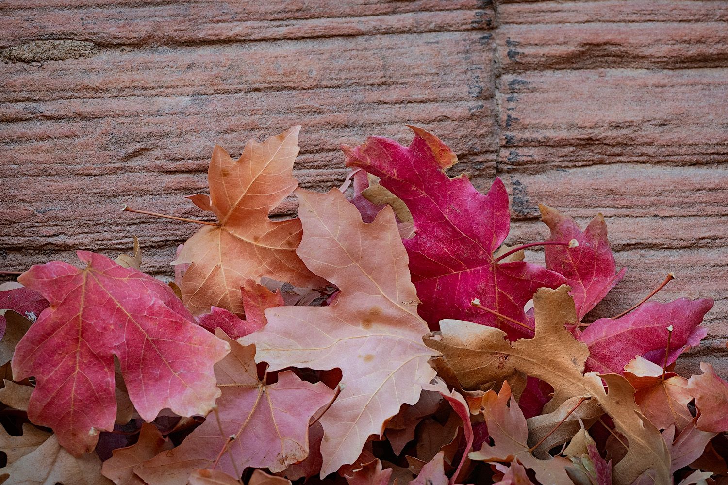 Vibrant red and pink autumn maple leaves line up against a rustic weathered wood background.