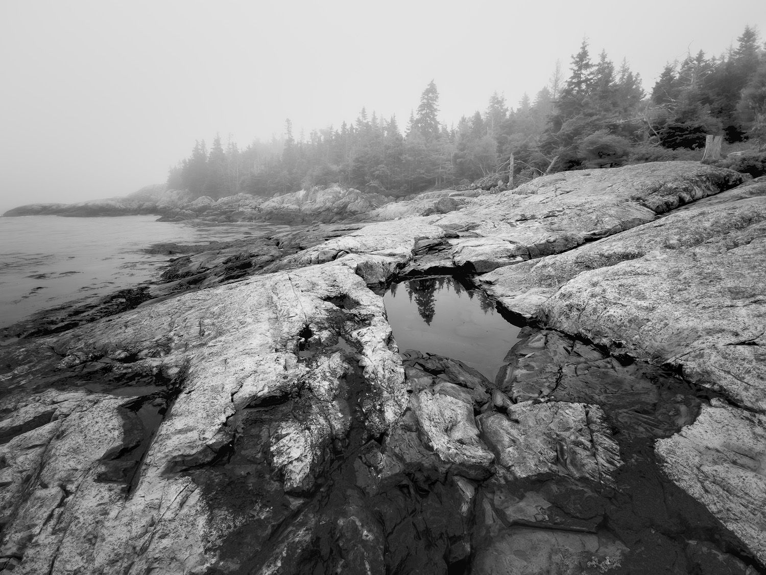 A black and white panoramic view of rocky coastal cliffs and evergreen trees along the rugged Maine shoreline.
