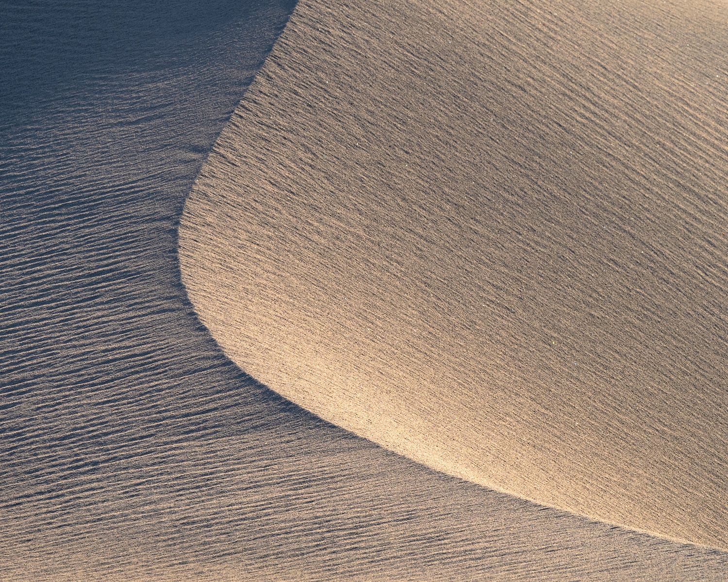 Desert sand dune detail showing intricate ripple patterns in golden evening light.
