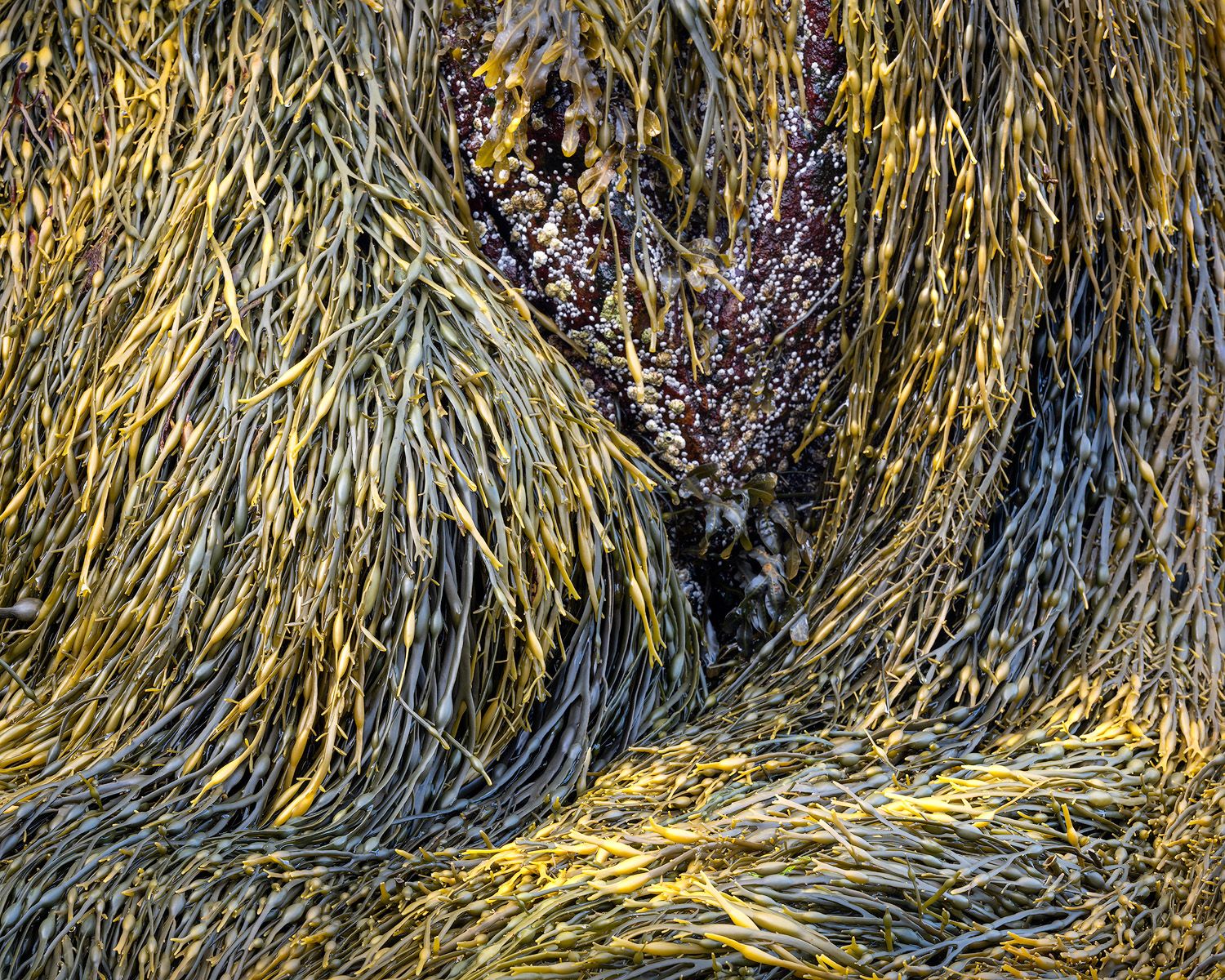Abstract pattern of golden seaweed in artistic composition.