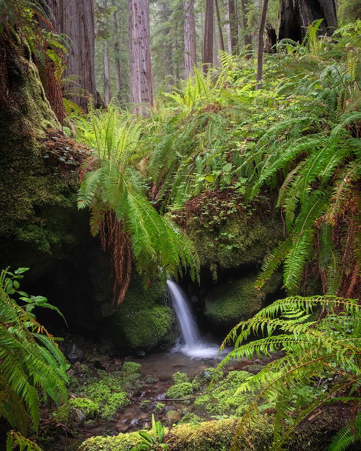 Mossy path through redwood forest leads to small waterfall cascading behind lush green ferns.