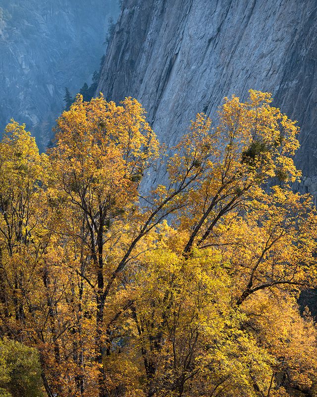 Vibrant yellow fall foliage contrasting against a towering blue-gray cliff face.