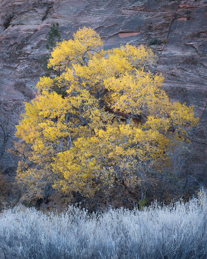 A vibrant yellow cottonwood tree stands against dark canyon walls with frosty sagebrush in the foreground.