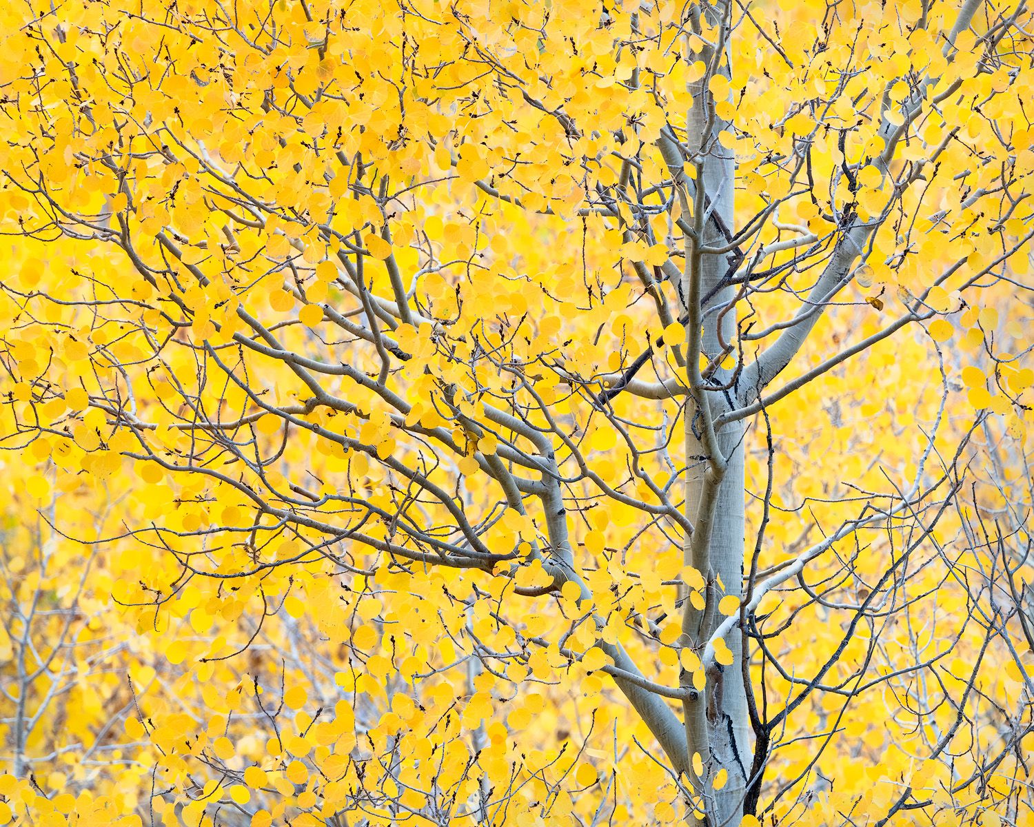 Close-up of aspen branches with bright yellow leaves against grey bark in fall.