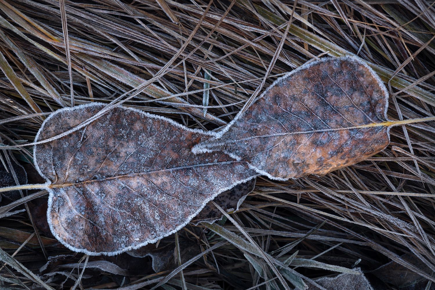 Close-up of frozen leaves with intricate frost patterns on dried grass.