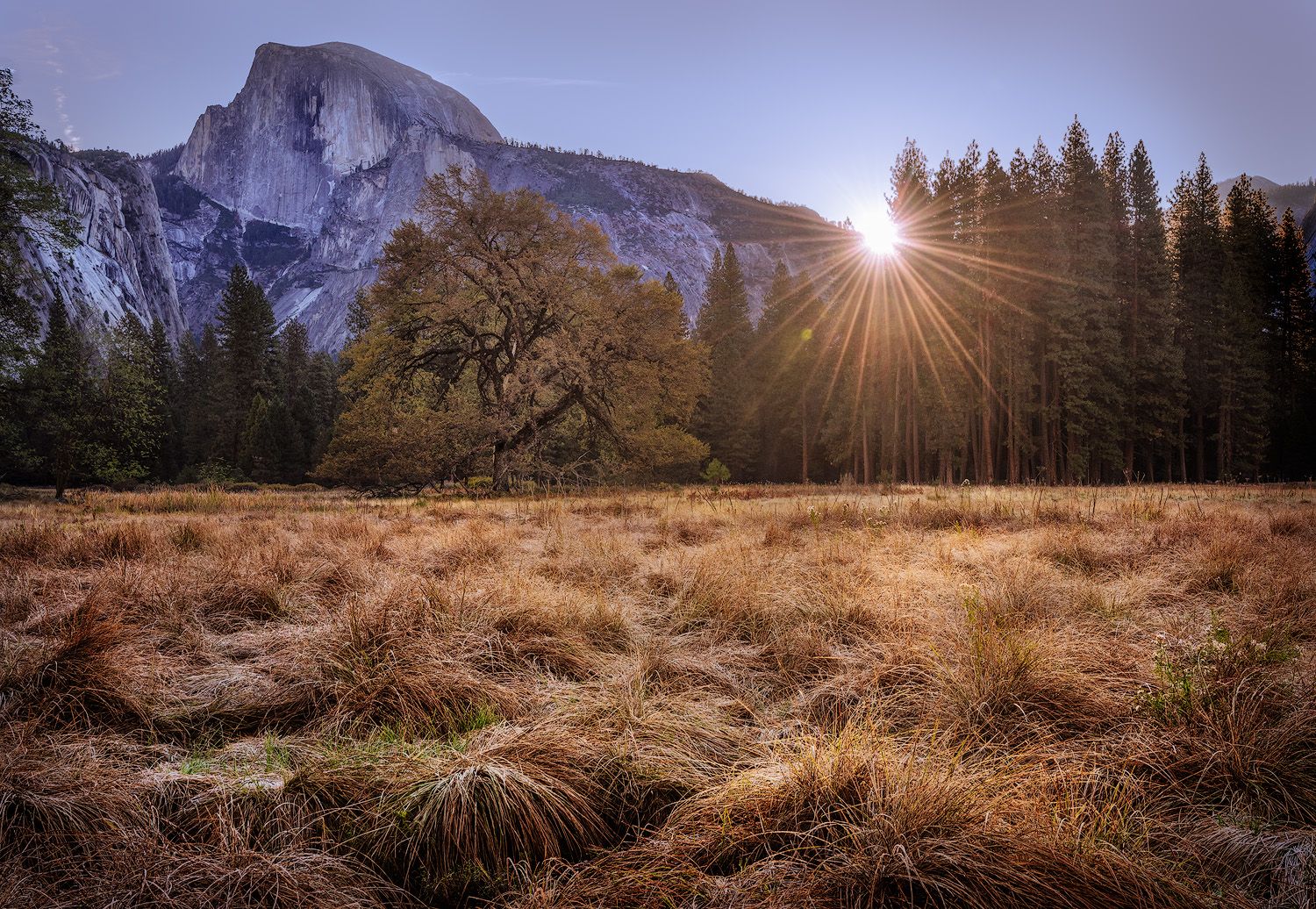 Sunburst through evergreen trees illuminates golden meadow with Half Dome mountain peak in Yosemite National Park.