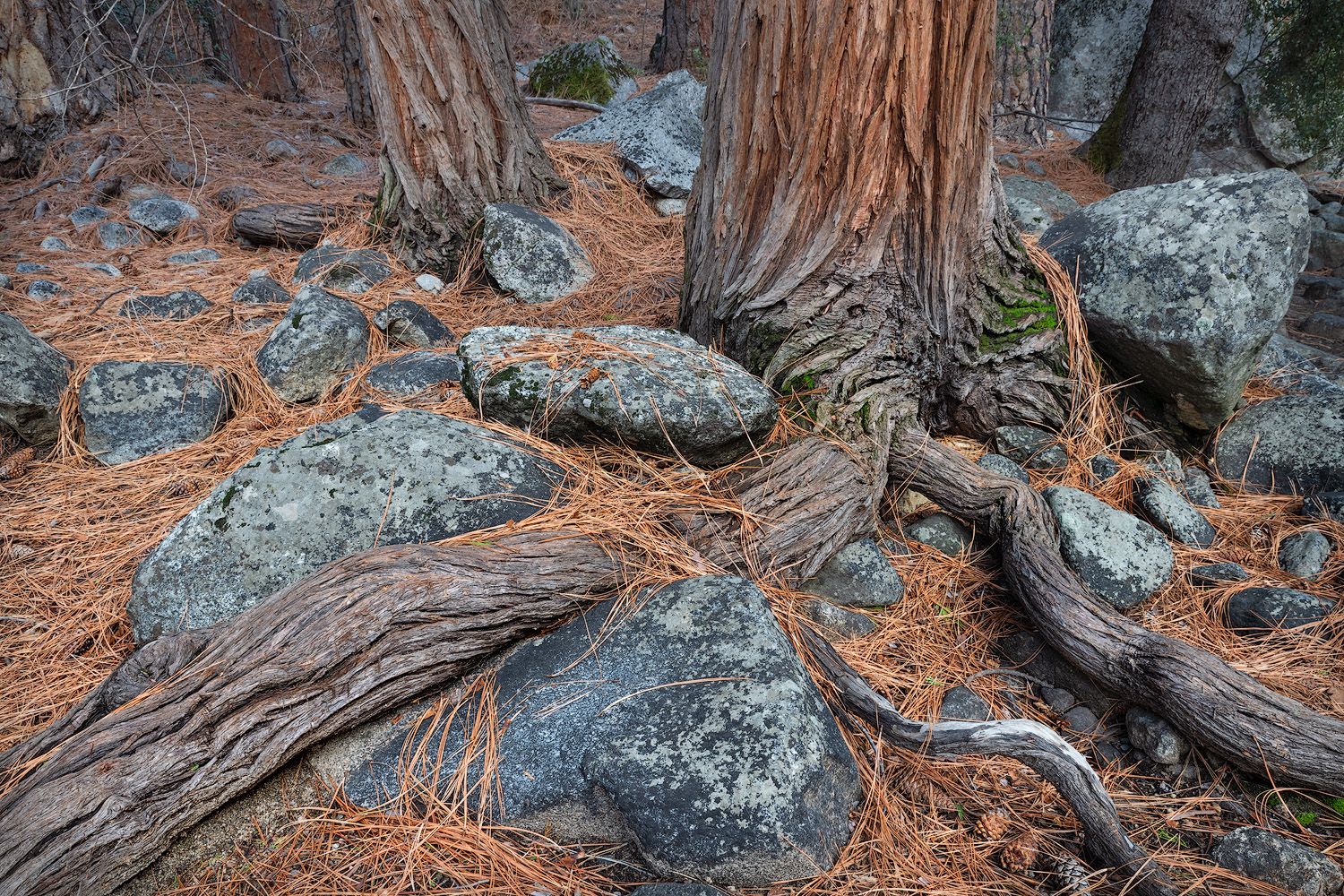 Gnarled tree roots weave between lichen-covered rocks on a forest floor carpeted with russet pine needles.