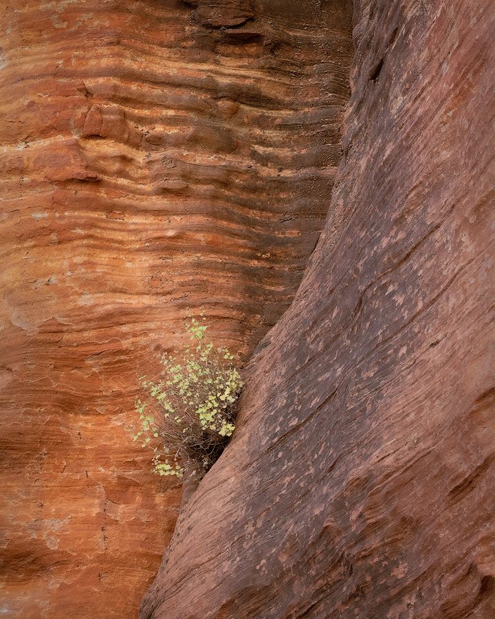 Small desert plant growing from a crevice between red sandstone canyon walls with layered striations.