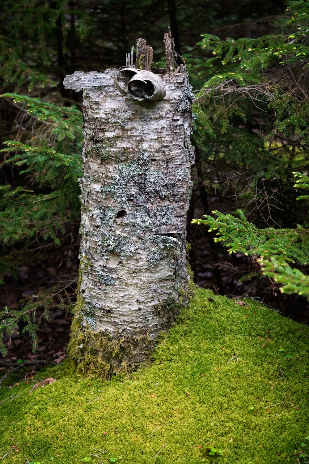 Weathered birch tree stump covered in moss stands in lush forest setting in Maine.