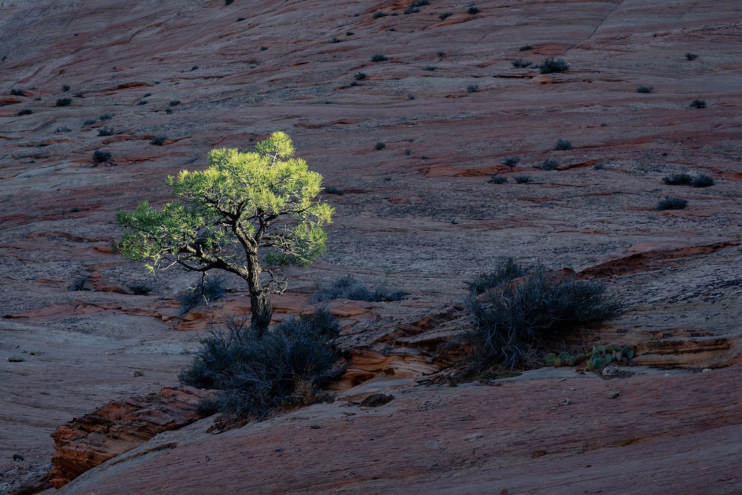 A lone green tree stands out against red sandstone cliffs in a desert landscape at sunset.