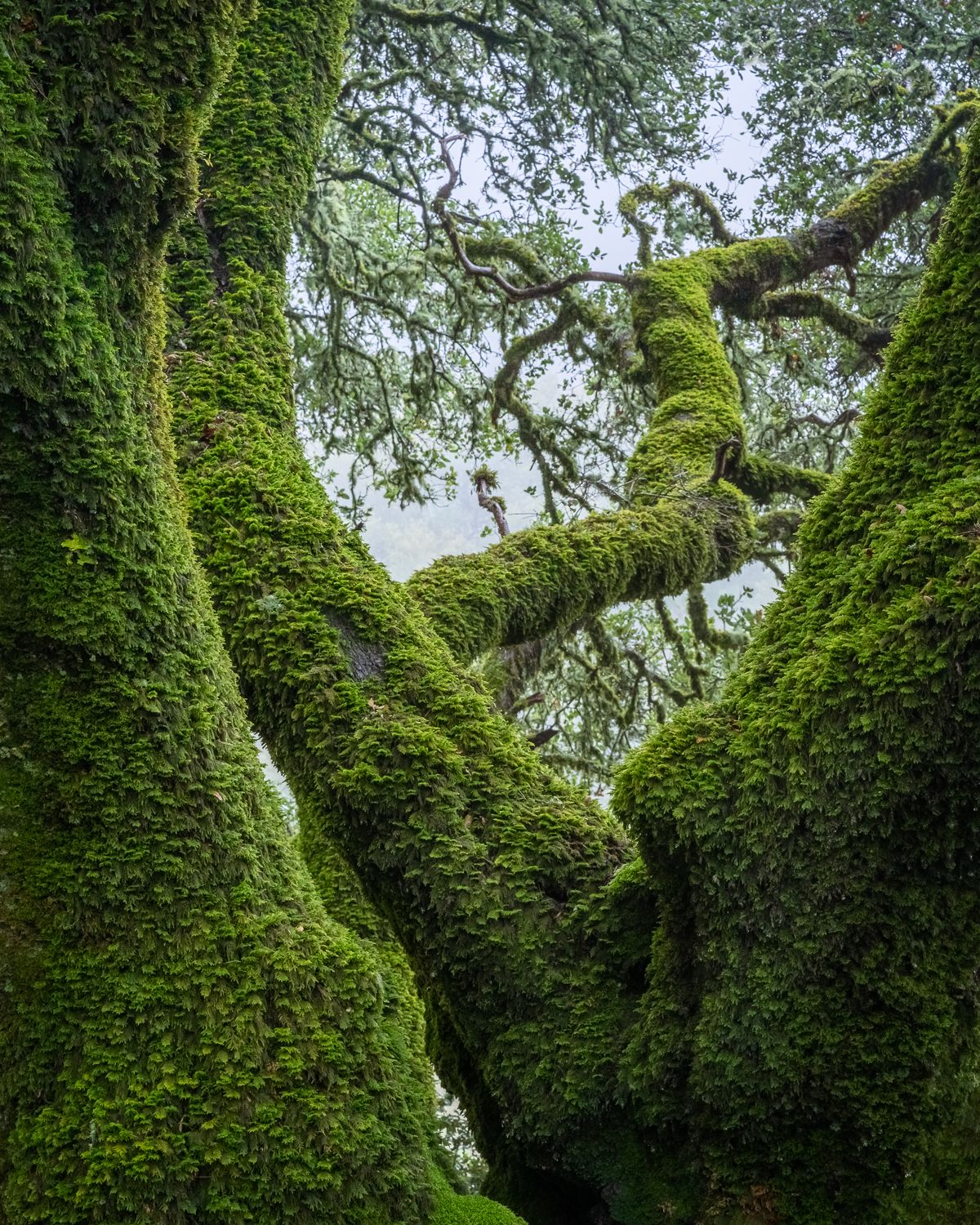 Moss-draped oak trees create a mystical green canopy in an ancient forest.