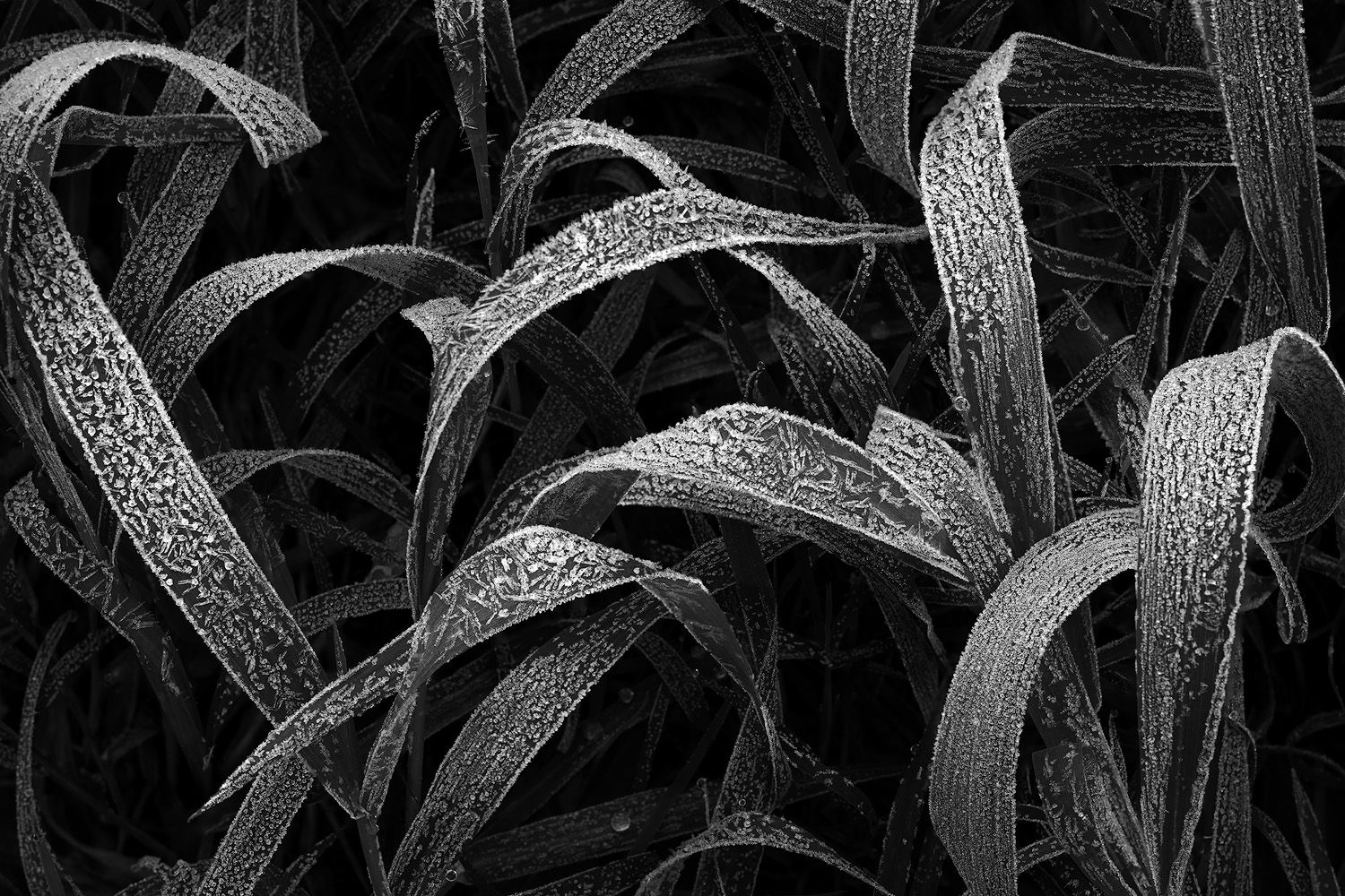 Black and white close-up of dewdrops on curved grass blades.