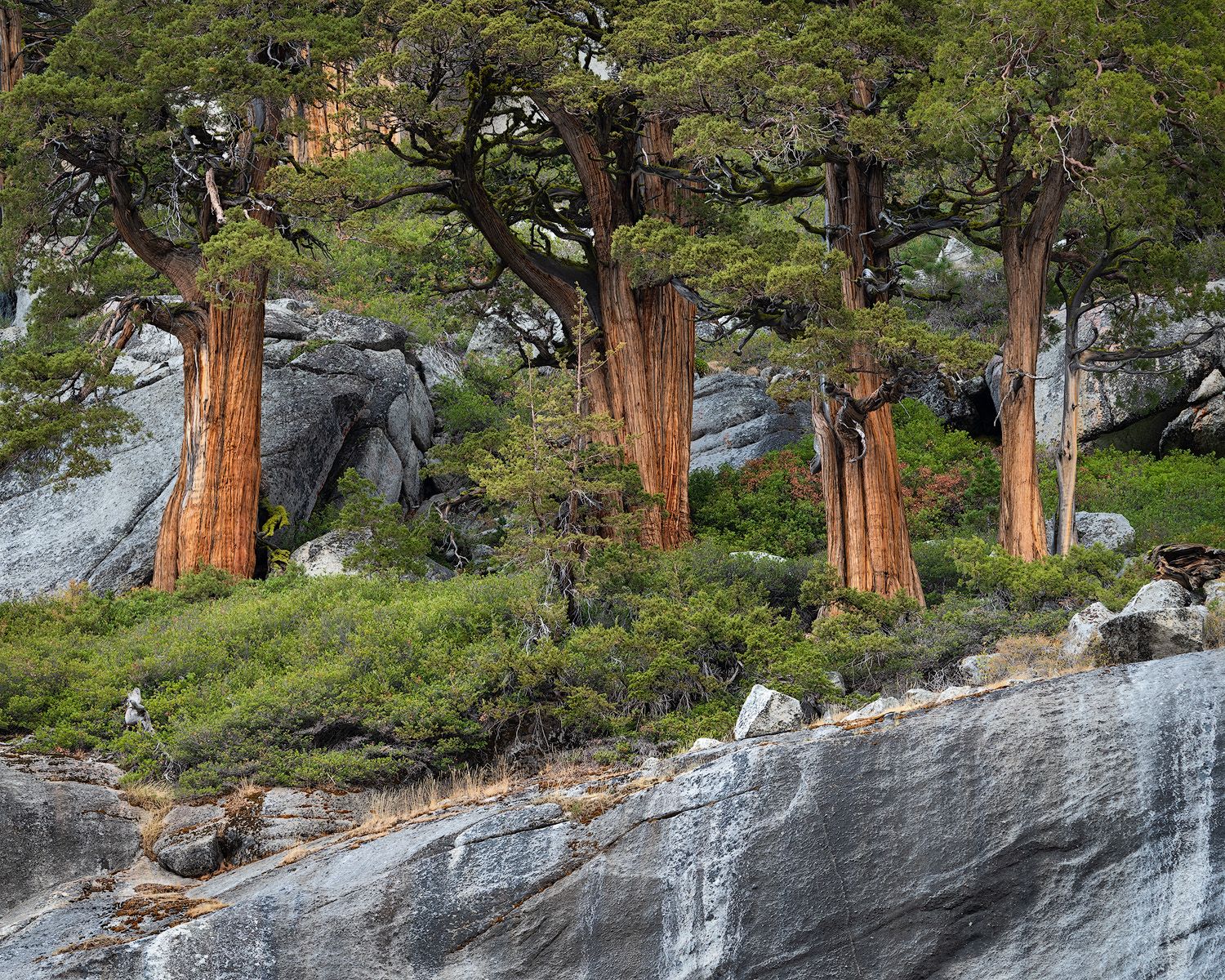 Ancient juniper trees grow along a steep granite cliff face in Yosemite National Park.