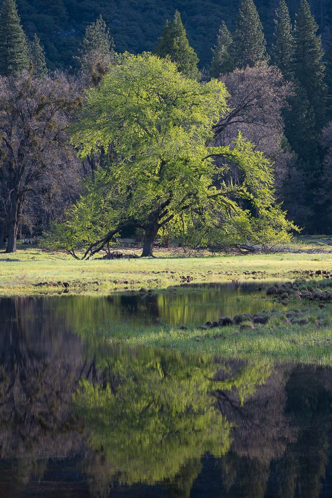 Large elm tree reflects perfectly in still lake water with evergreen forest in background.