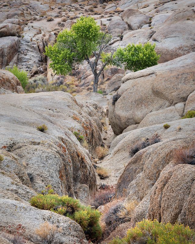 Green shrubs growing between weathered granite rocks in a desert canyon landscape.