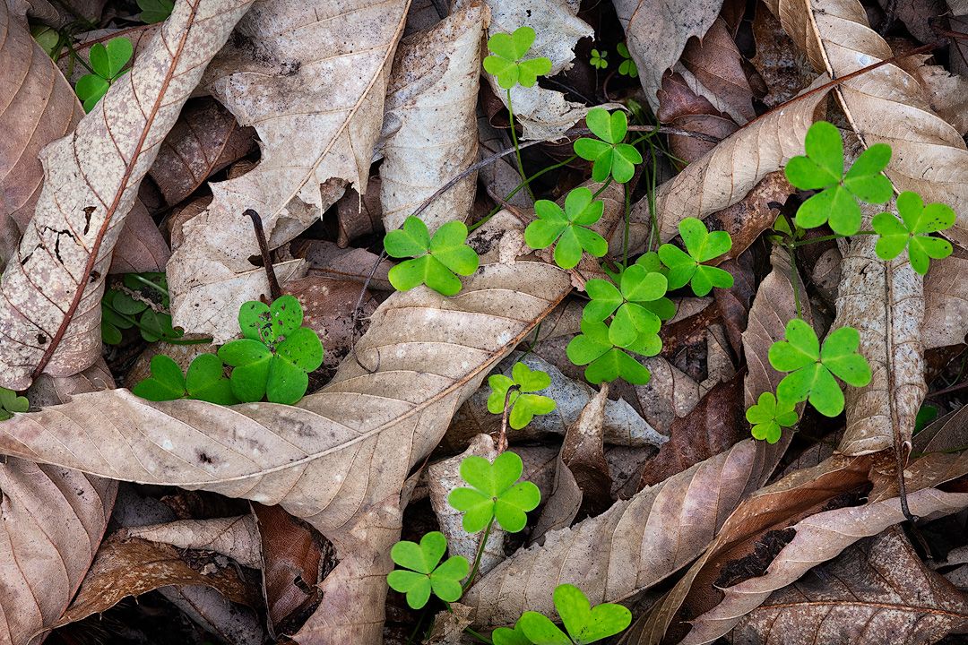 Green clover plants growing among dried brown leaves on forest floor.