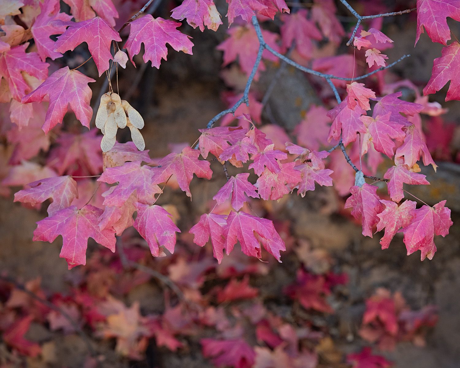 Vibrant pink maple leaves displaying autumn colors against a blurred natural background.