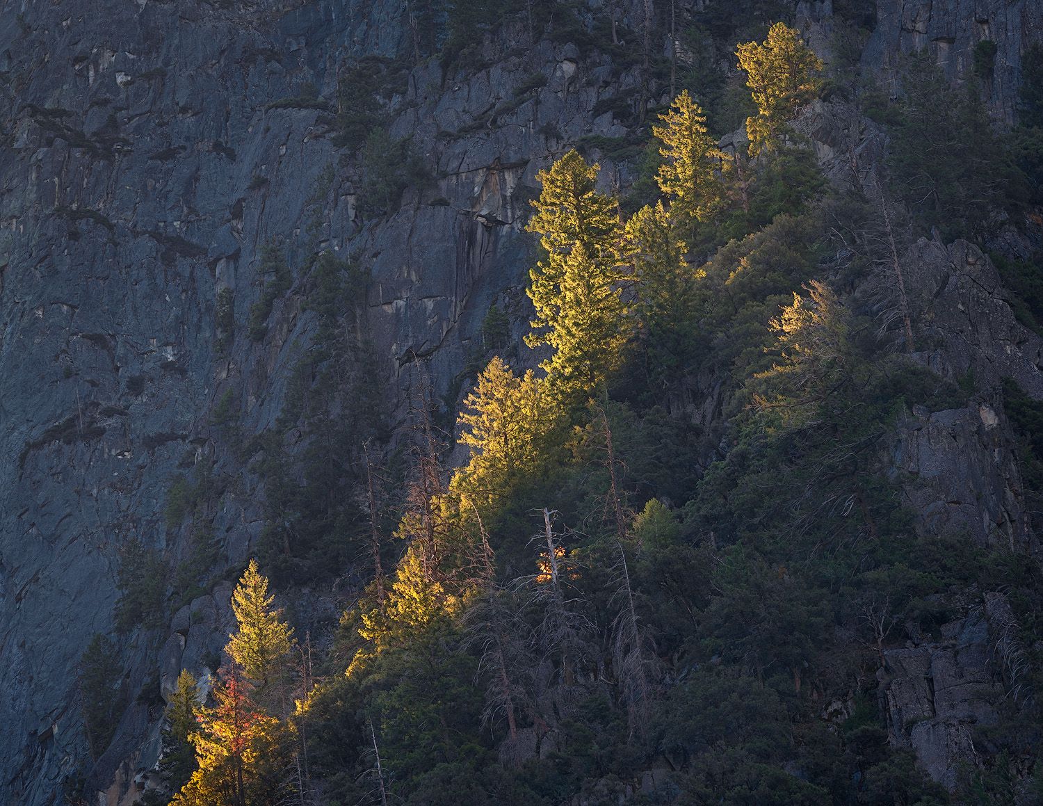 Sunlit trees with warm colors in the evening light.