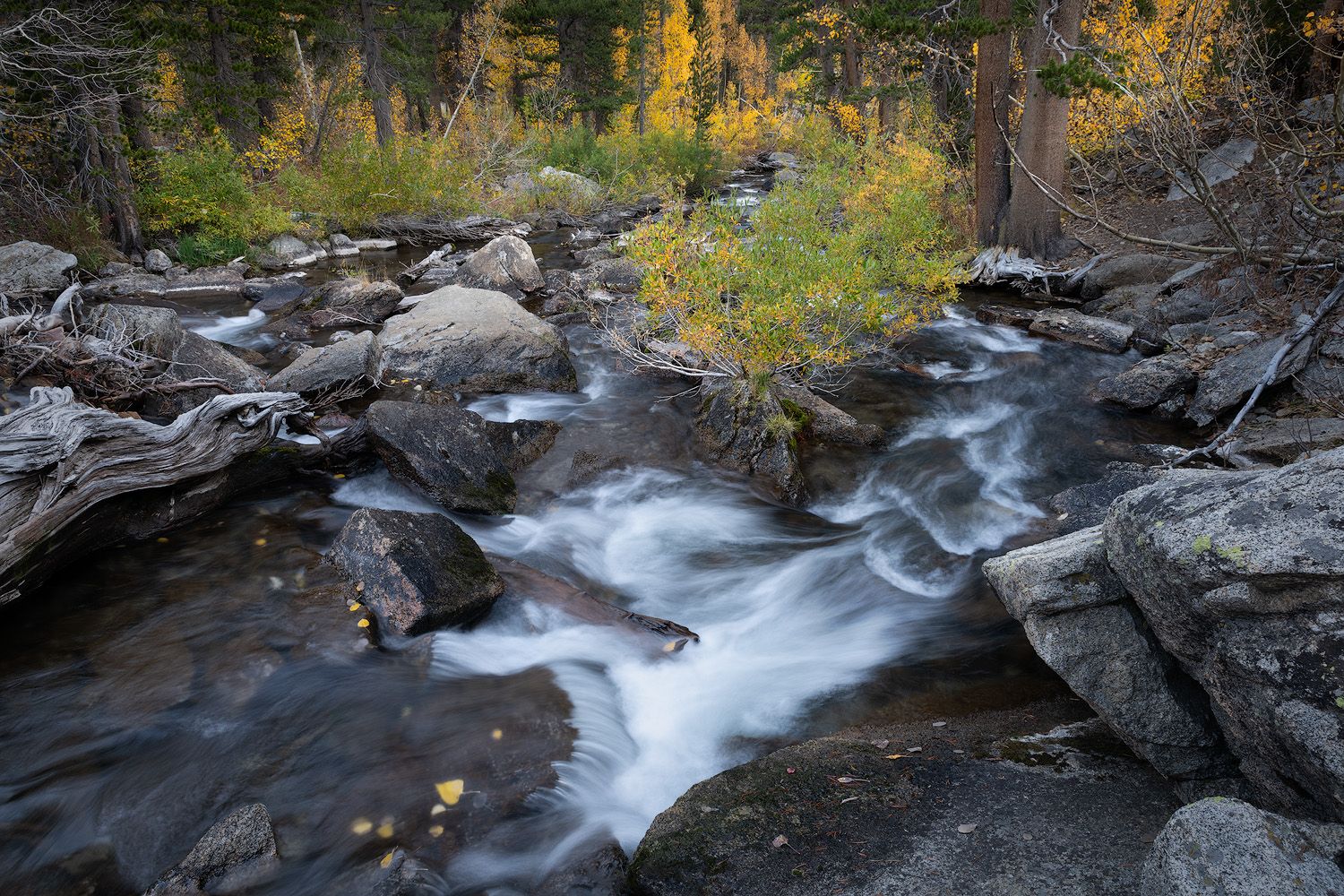 Mountain stream flowing through rocky terrain with autumn foliage and golden trees in the background.