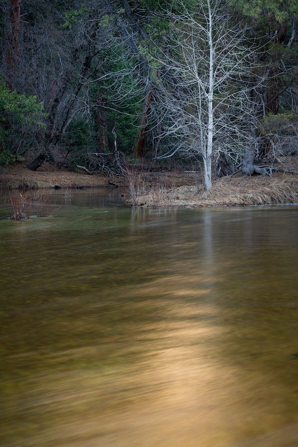 A bare white tree stands at the edge of a calm golden-hued river surrounded by dark evergreen forest.