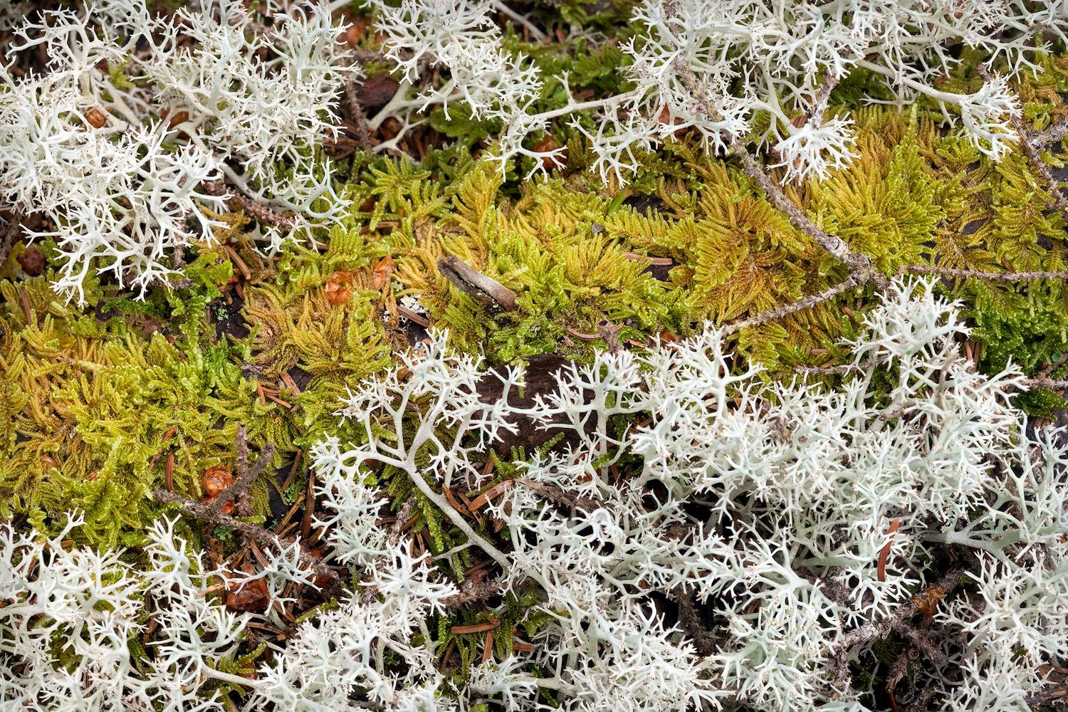 Delicate white reindeer lichen covers a forest floor with patches of green moss and leaves.