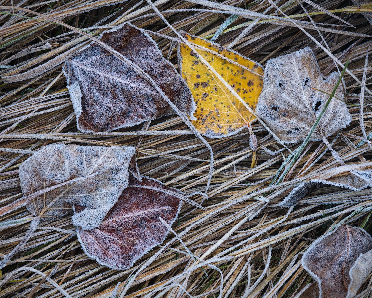 Frost covered autumn leaves and dry grass create a delicate winter scene in natural light.