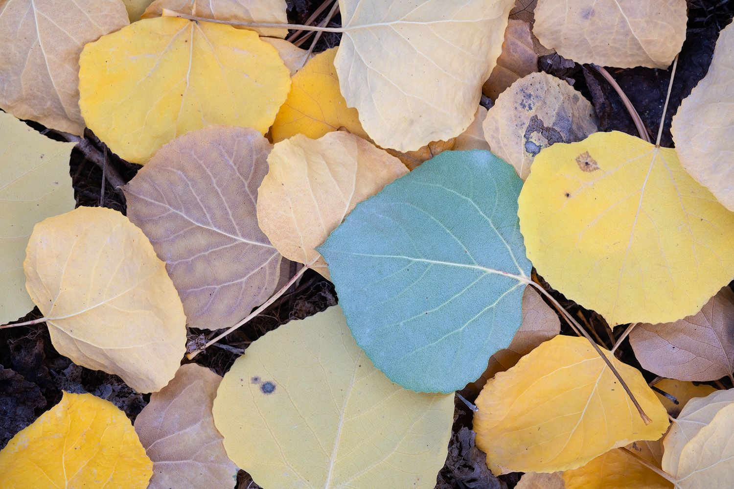 Colorful fallen aspen leaves in yellow and blue tones create a natural pattern.