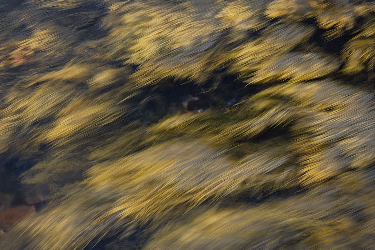 Abstract motion blur of golden seaweed creating a dynamic flowing pattern.