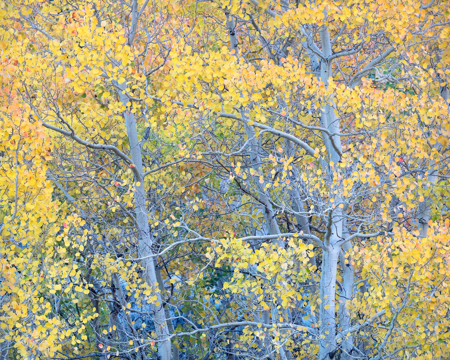 Vibrant yellow aspen trees line a forest path during autumn with golden leaves glowing in sunlight.