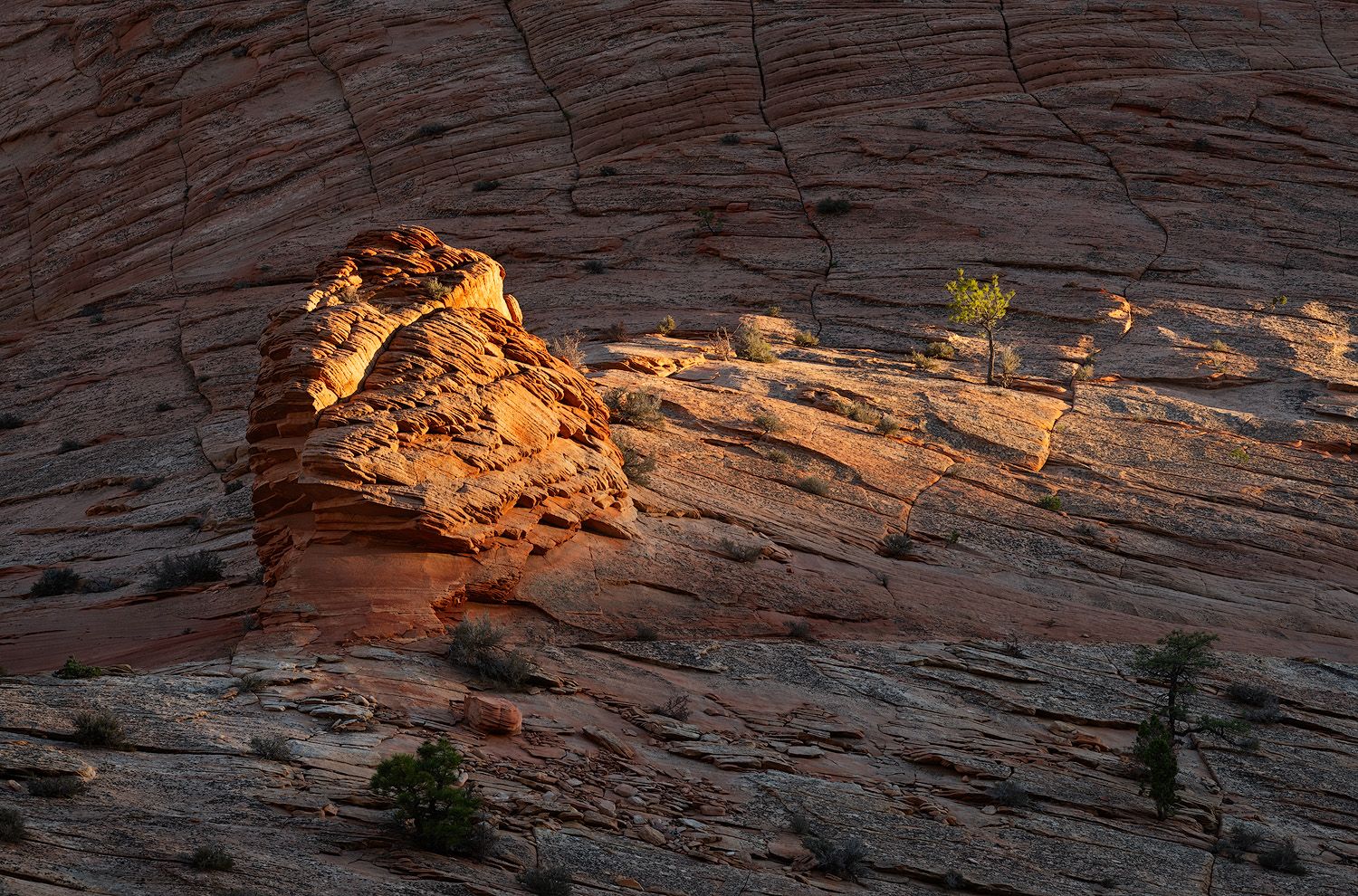 Sunlit red sandstone formation with small shrubs growing on rocky slopes in Zion National Park at golden hour.