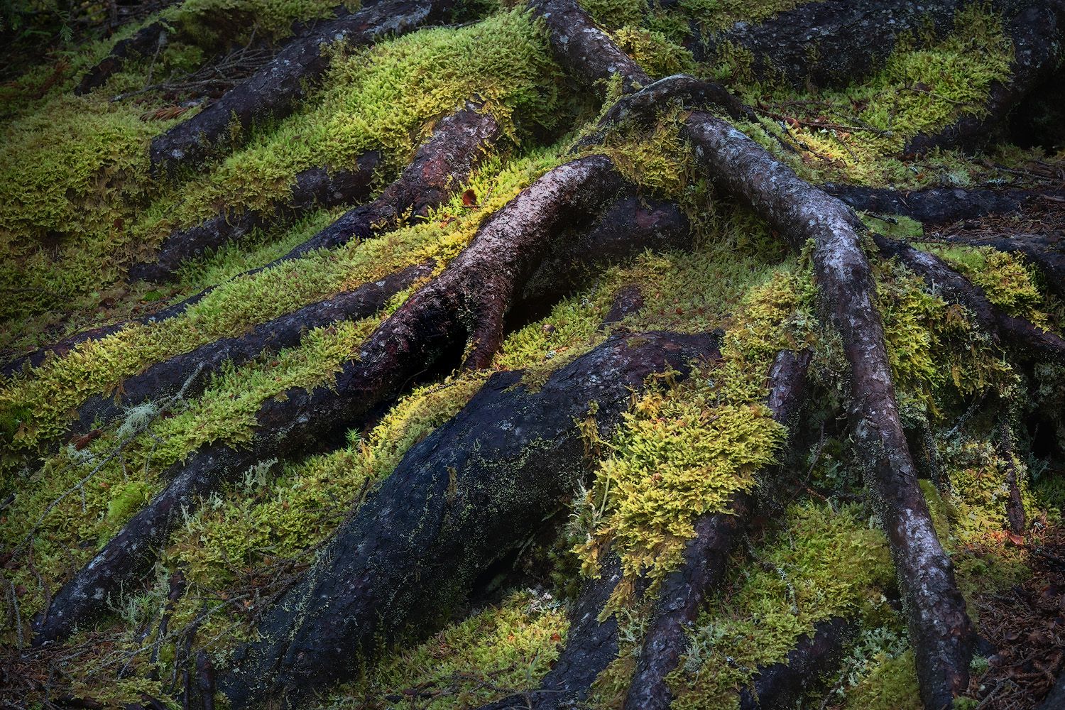 Moss-covered tree roots spreading across dark rocky forest ground.