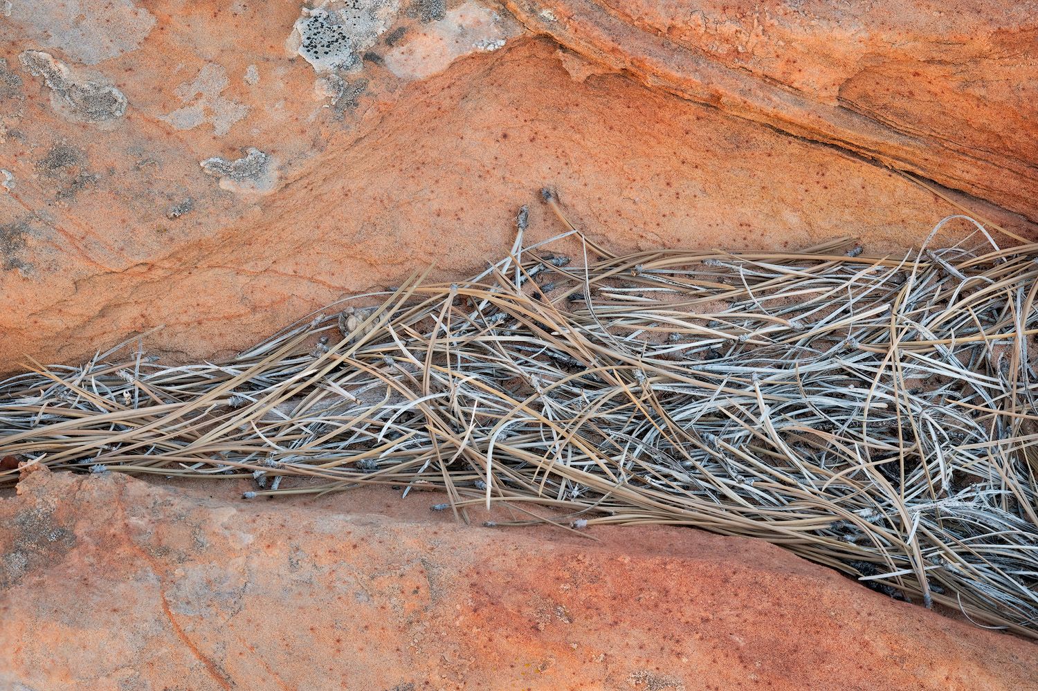 Close-up view of red sandstone rock texture with dried grass or straw scattered along its weathered surface.