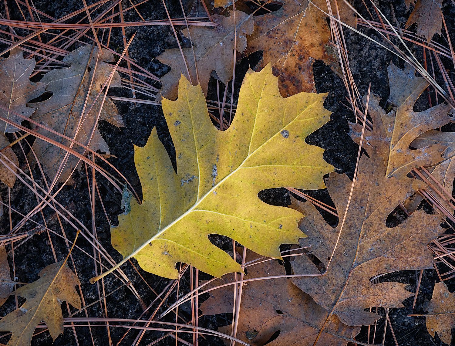 Vibrant yellow oak leaves scattered among dark twigs and branches.