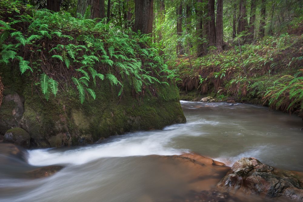 Forest stream flows smoothly past moss-covered rocks in long exposure photograph.