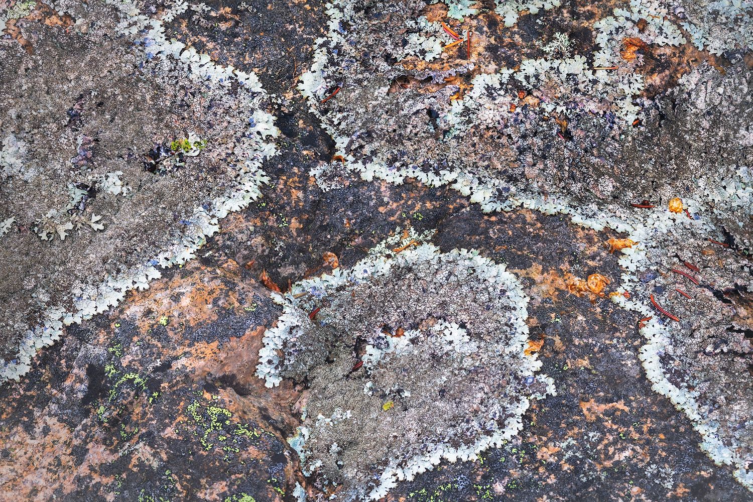 Abstract pattern of white and orange lichen growing on gray rock surface.