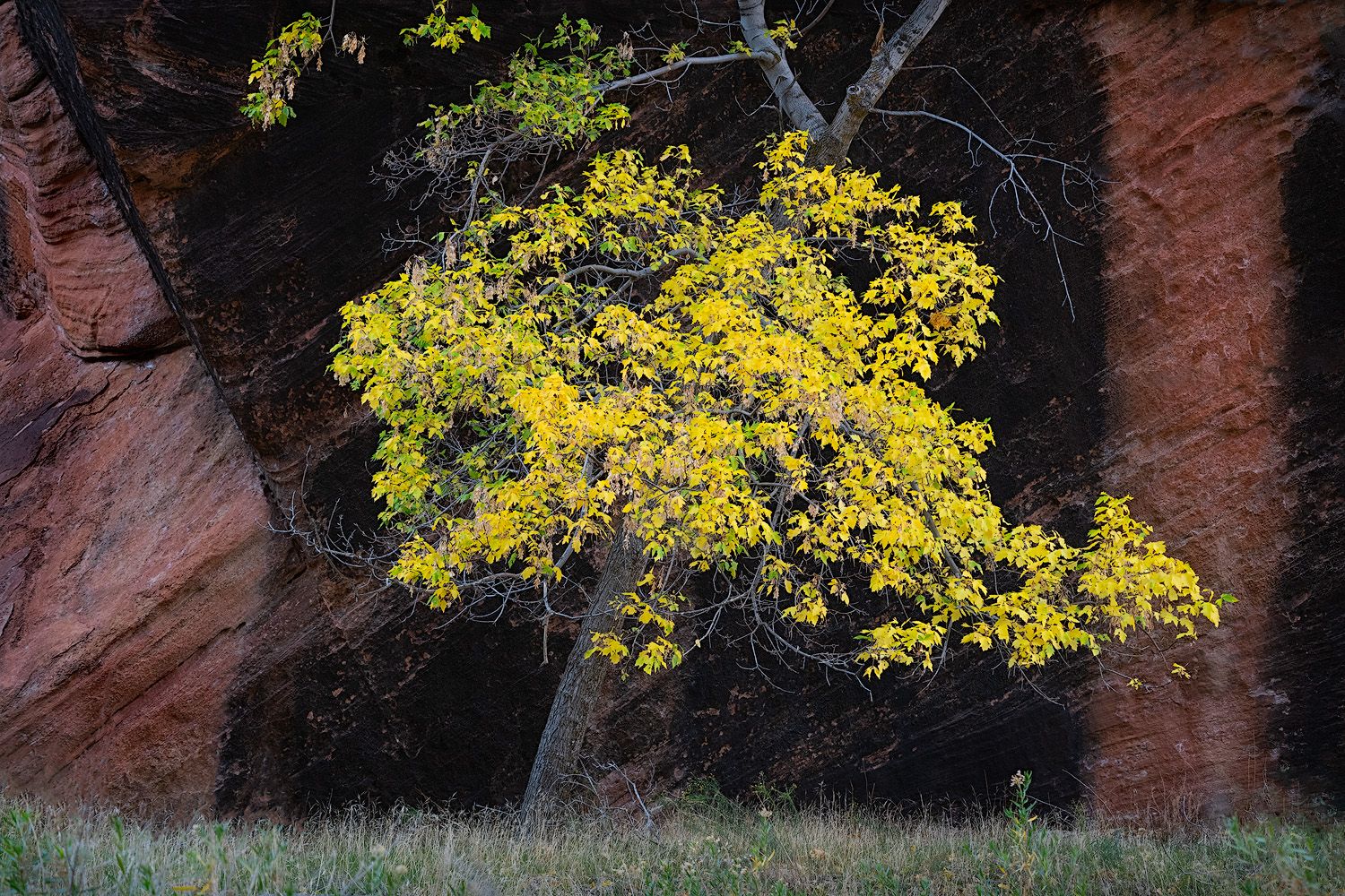 A vibrant yellow cottonwood tree contrasts against red sandstone cliffs in autumn.