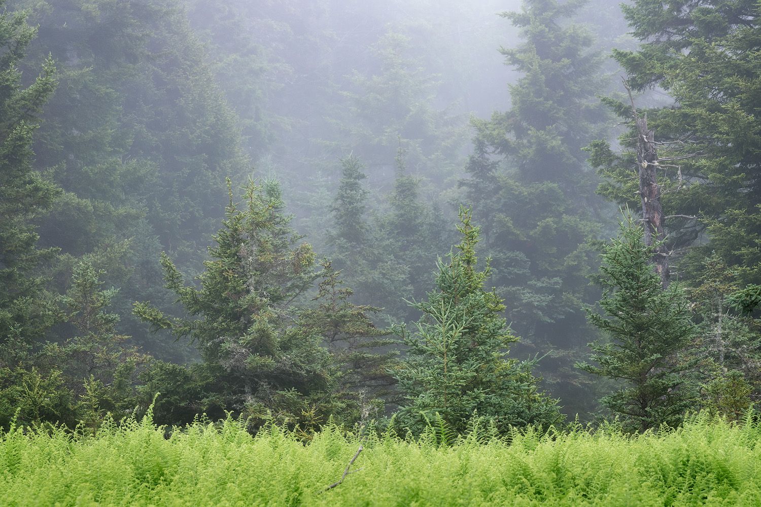 Foggy forest scene with evergreen trees and lush green grass in the foreground.