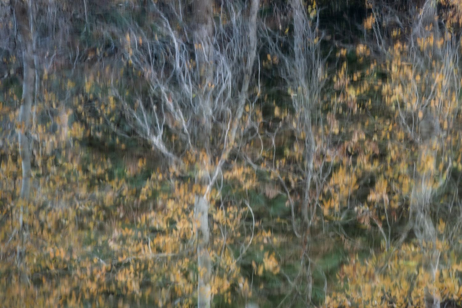 Delicate branches and autumn foliage creating an abstract pattern in muted colors.
