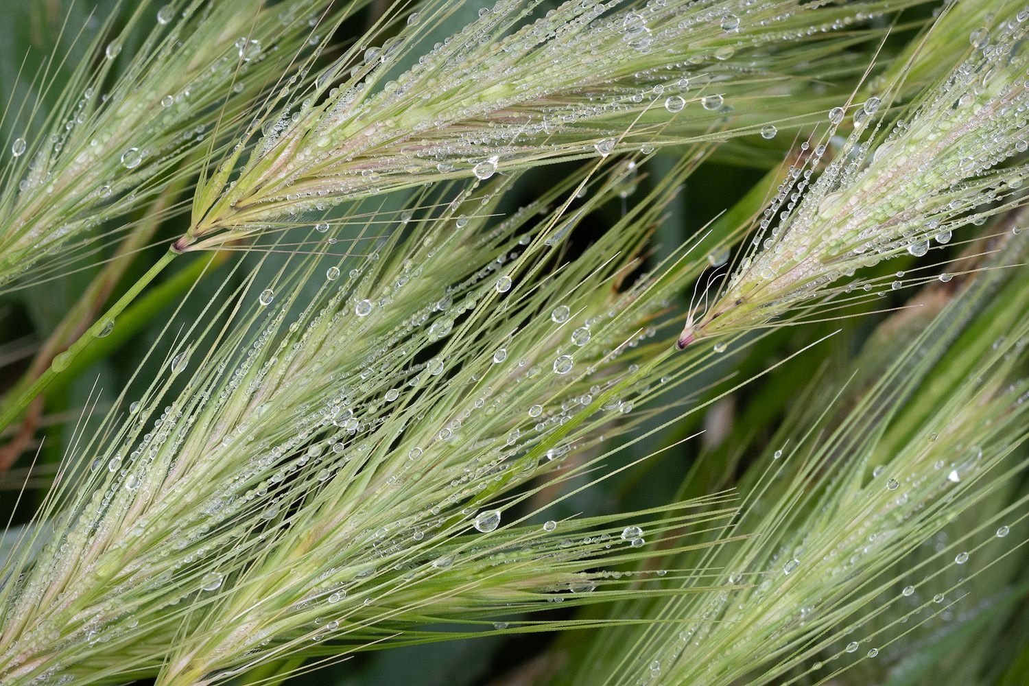 Delicate dew drops glisten on wheat grass stems in morning light.