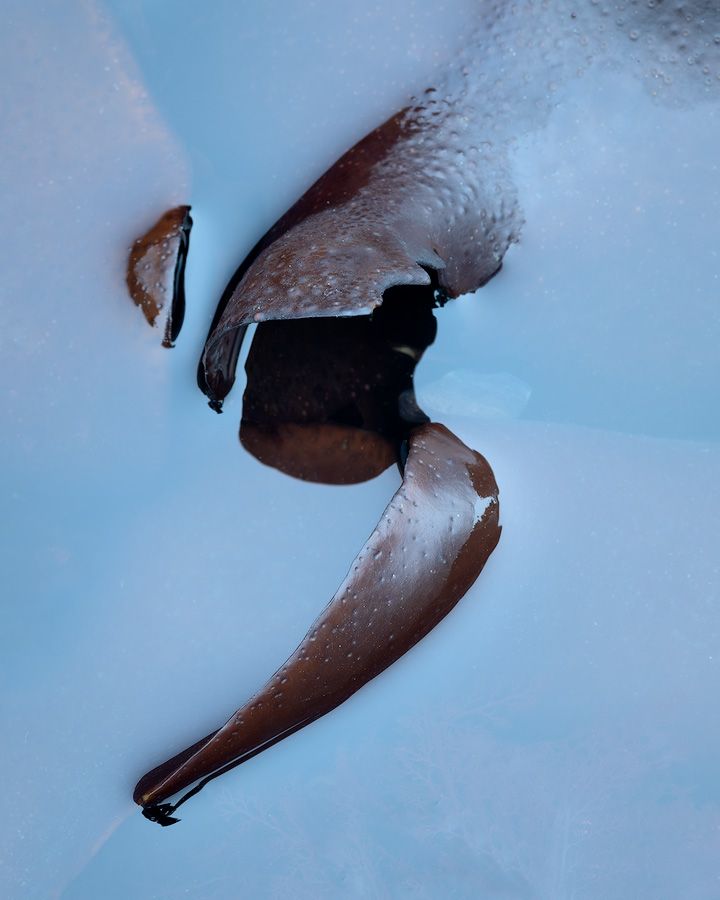 Abstract closeup of dark curved kelp, partially submerged in the water.