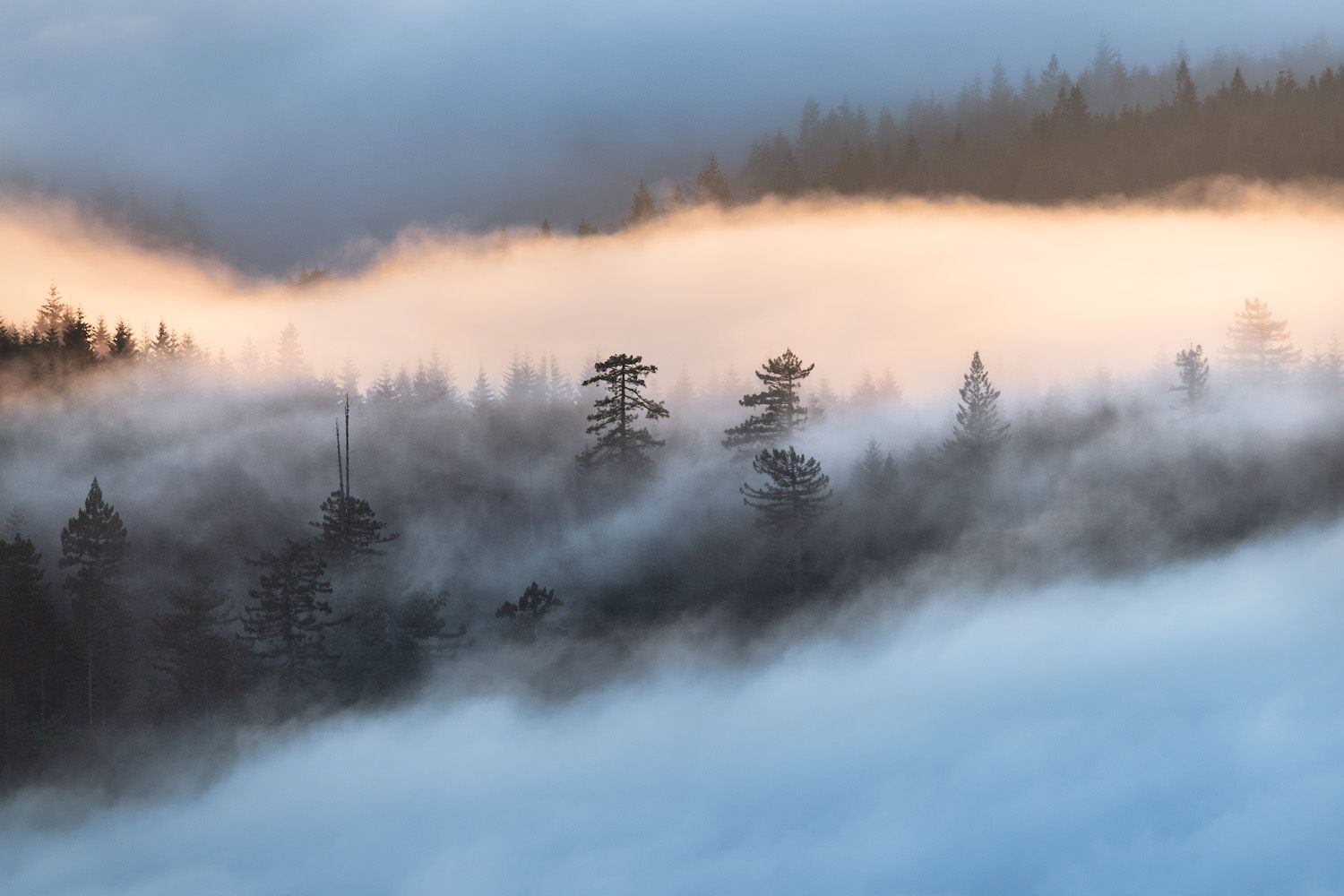 Misty fog rolls over evergreen forest at sunset creating a dramatic moody mountain landscape.