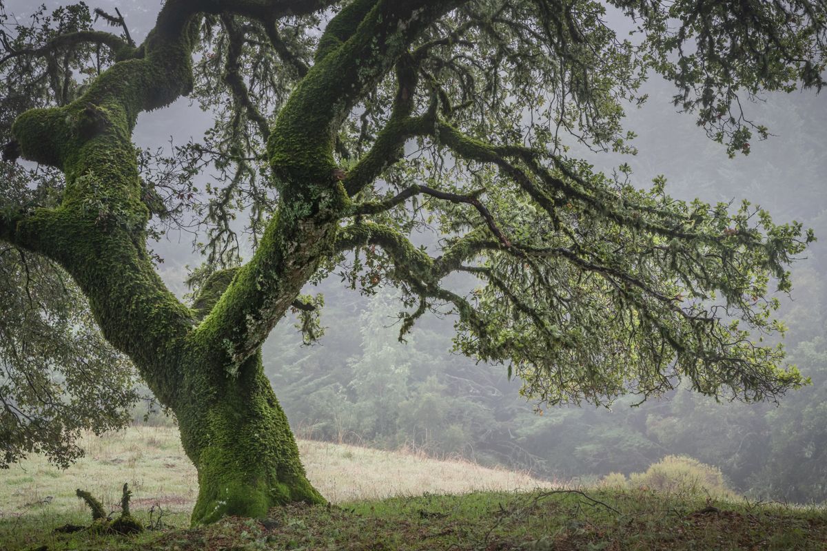 Ancient moss-covered oak tree stretches its twisted branches across a misty hillside landscape.