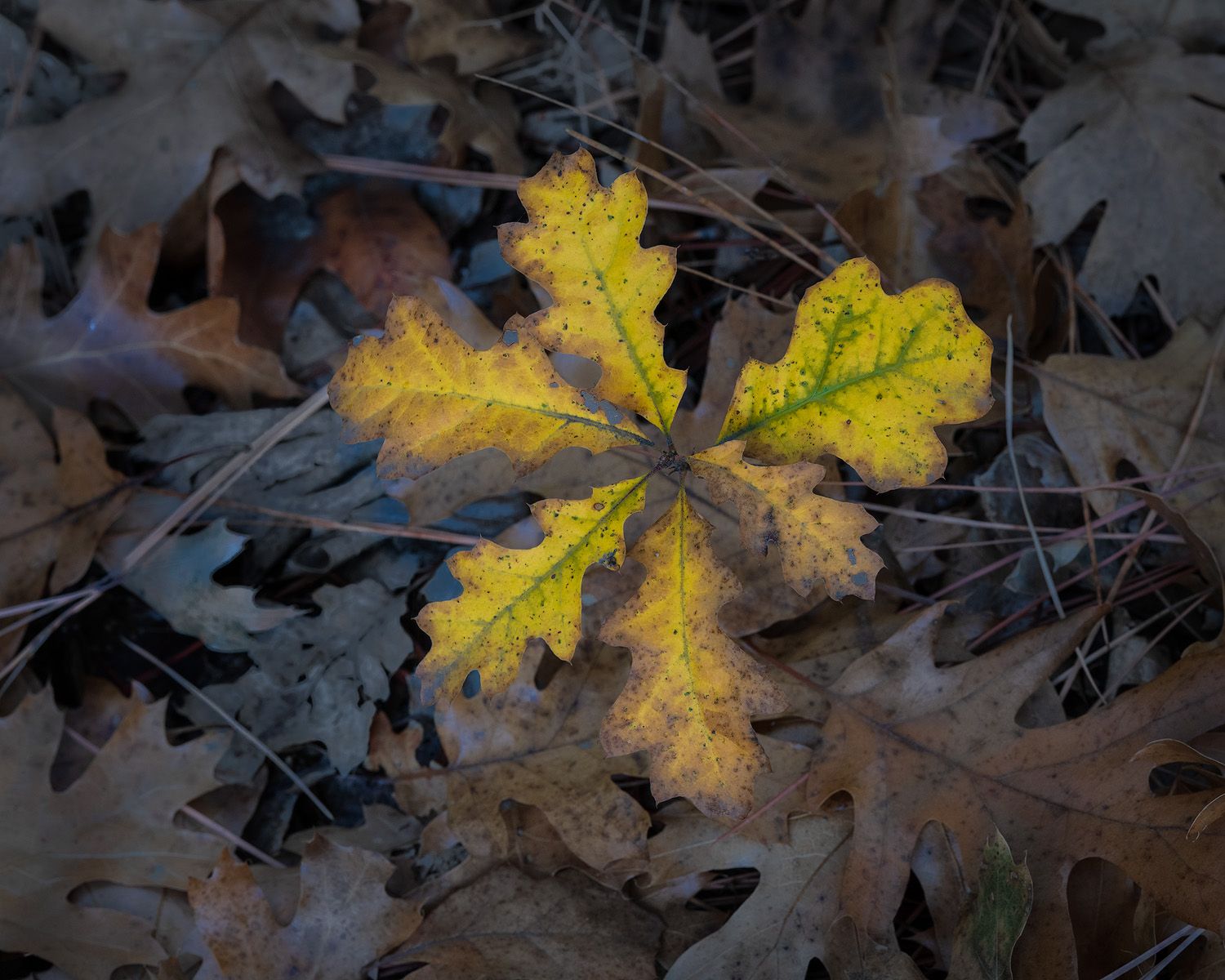 Yellow oak leaves on dark fallen foliage in autumn.
