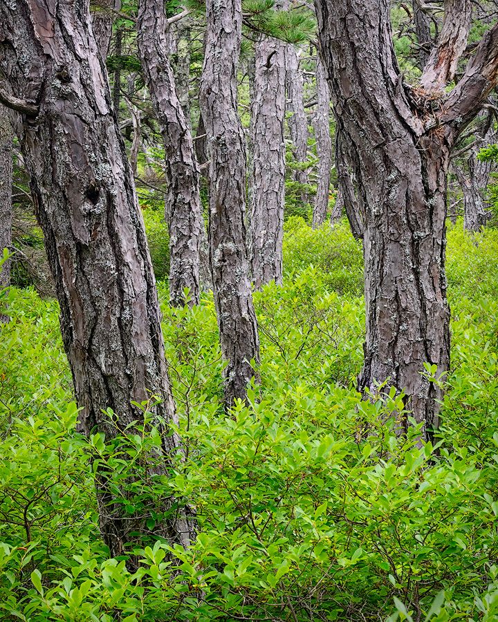 Pine tree trunks with textured bark stand among lush green undergrowth in a coastal forest setting.