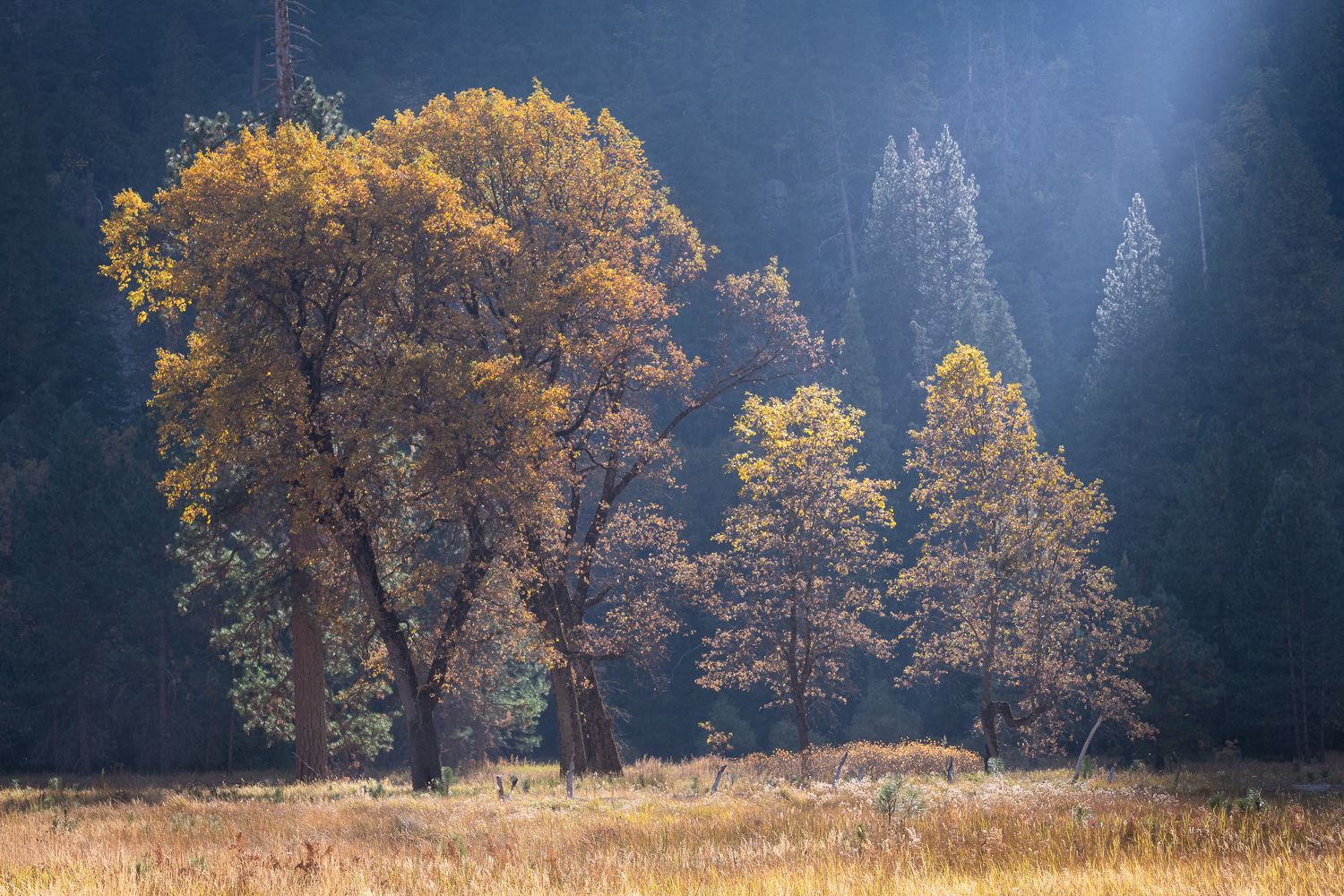 Sunlit autumn trees glow golden against a dark forest backdrop in Yosemite Valley.
