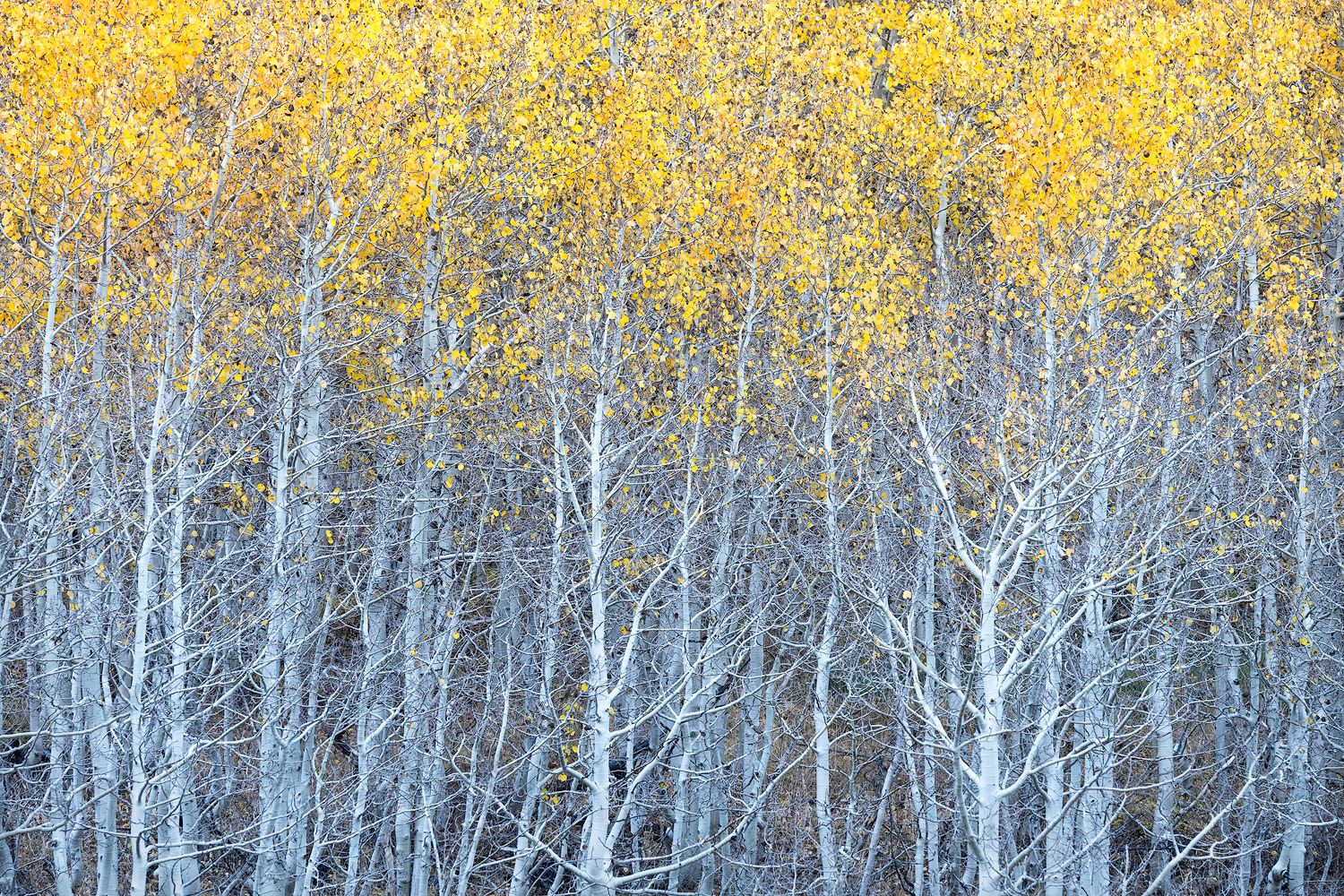 Stand of white aspen trunks with golden yellow fall foliage canopy above.