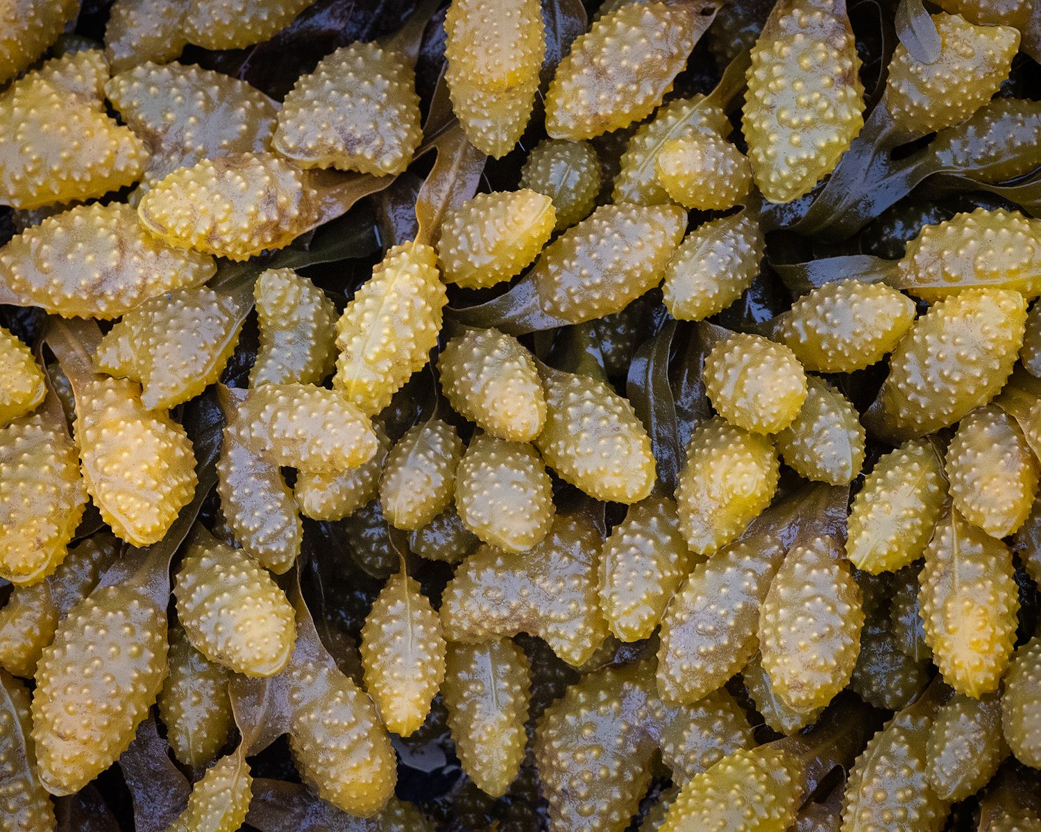 Close-up view of clustered yellow seaweed growing on dark surface.