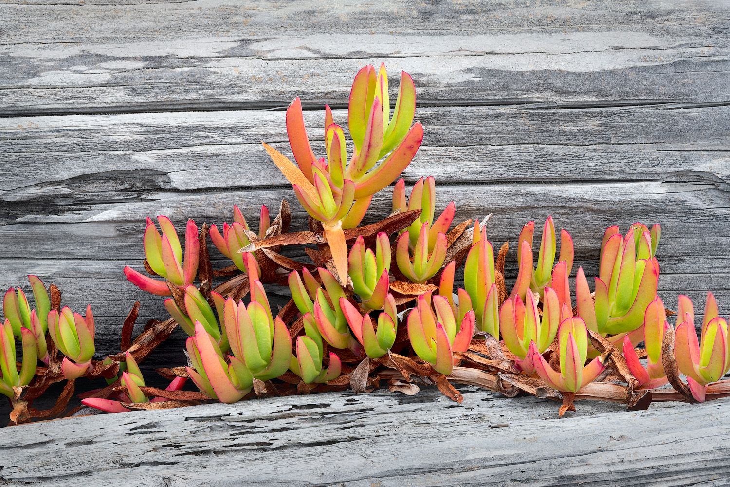 Colorful succulent plants with red and orange tips growing on weathered wood.