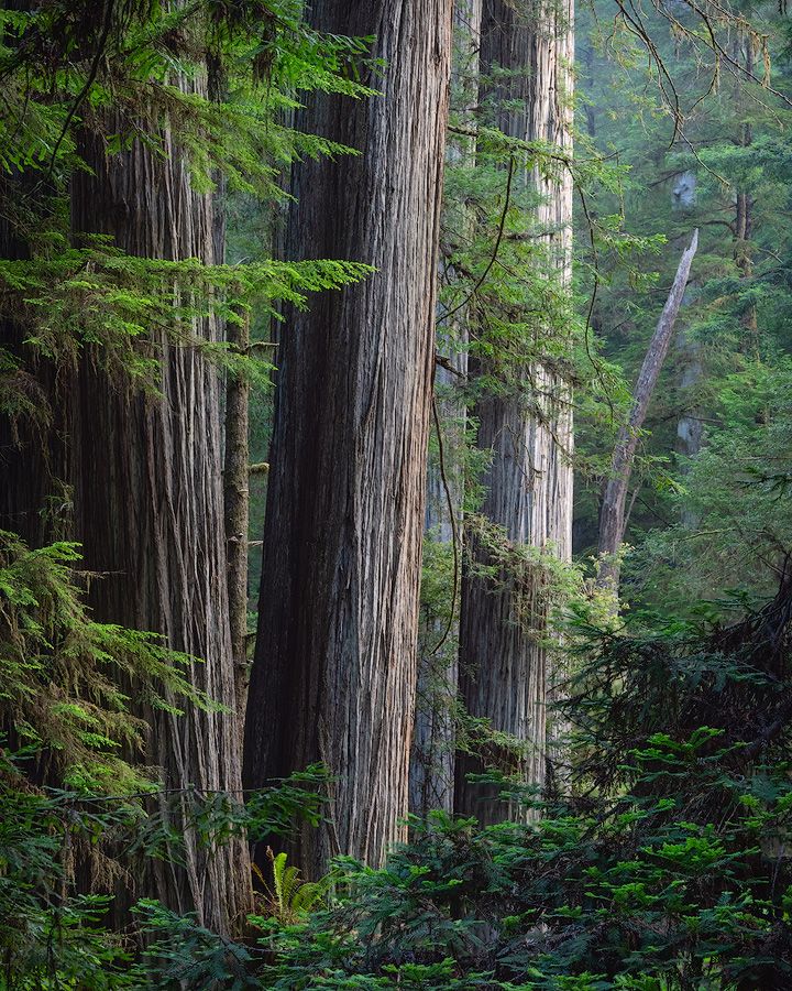 Towering redwood trees create a misty forest scene with lush green undergrowth in a pristine natural setting.