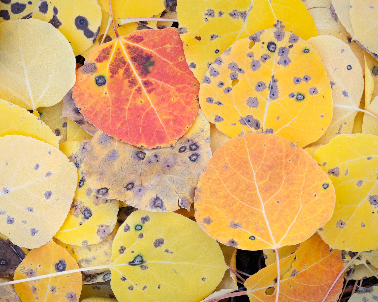 Vibrant yellow and orange autumn aspen leaves with scattered dark blue berries create a colorful natural pattern.